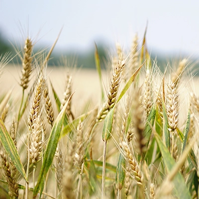 body_body foto_rostlinna vyroba_foto 1