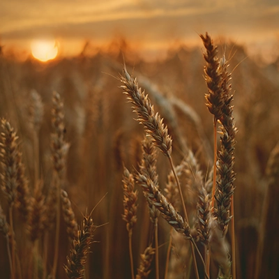 body_body foto_rostlinna vyroba_foto 5