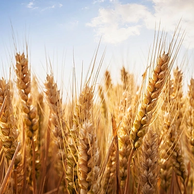 body_body foto_rostlinna vyroba_foto 6